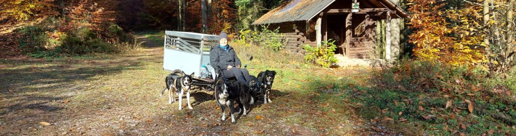 Riding on a bike with dogs in Germany in the forrest