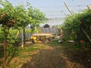 Camping in the vineyard. After a few days, we were slowly getting into a daily rhythm.
