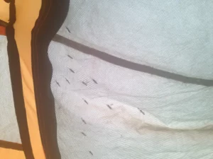 Army of mosquitoes