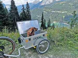 484546335 1159550062635302 9012679474521447158 N